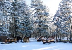 Rocking W sleigh rides